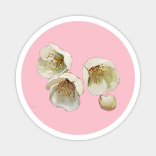 Watercolor Painting of Three White Flowers with Yellow and Green Centers, Accompanied by Two Smaller Buds Magnet